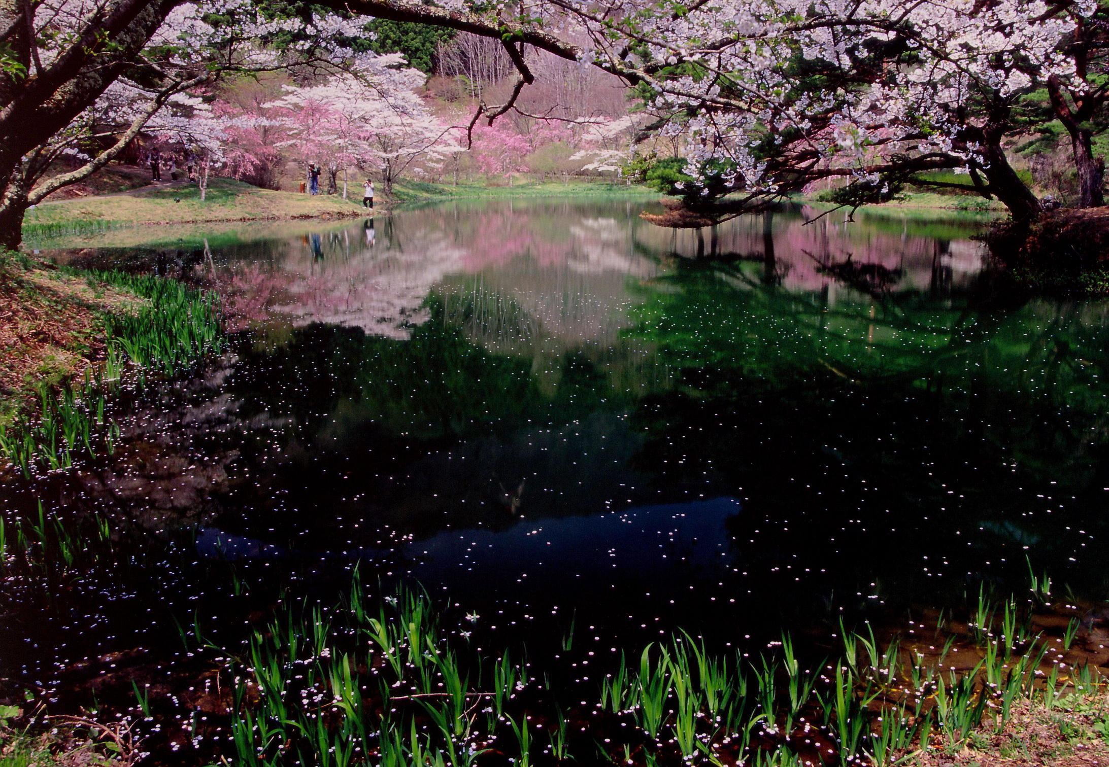 半田山自然公園／半田沼